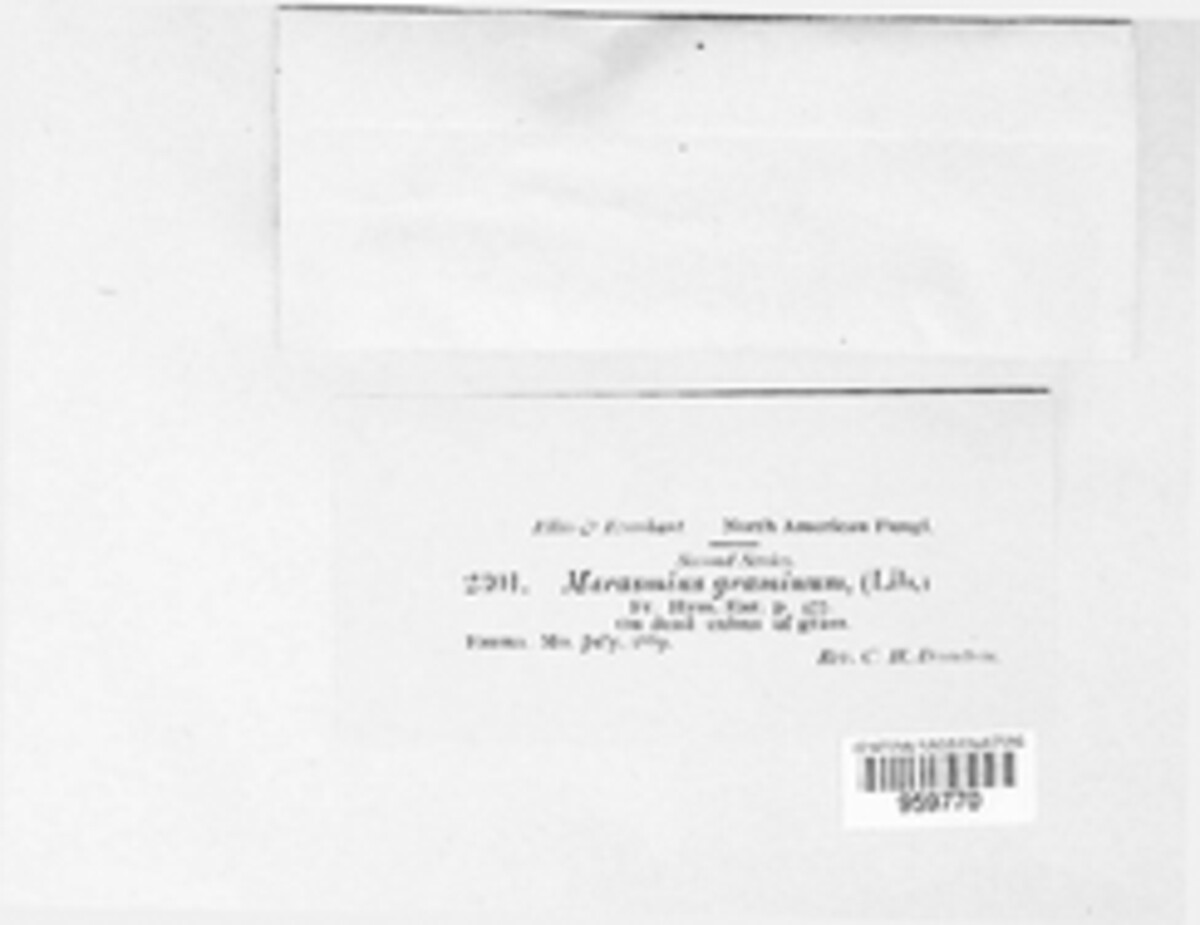 Marasmius graminum image